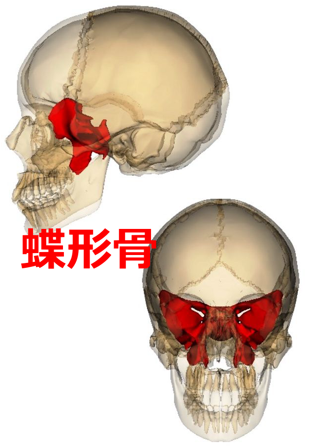 蝶形骨図