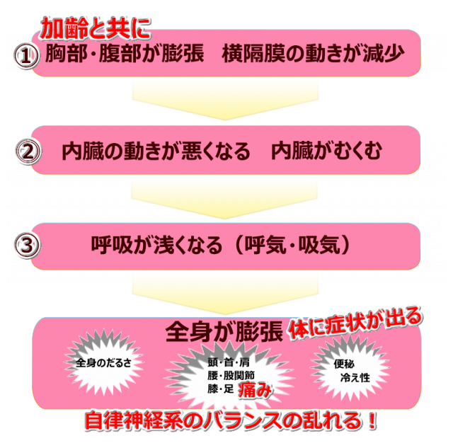 加齢と共に胸部・腹部が膨張、横隔膜の動きが減少図