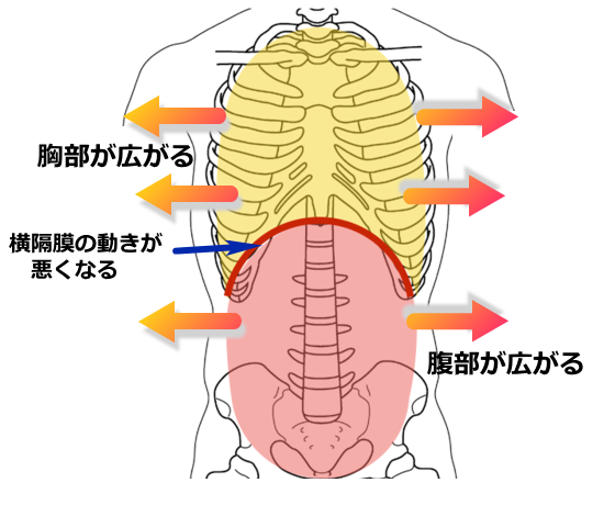 胸部・腹部が広がる、横隔膜の動きが悪くなる。