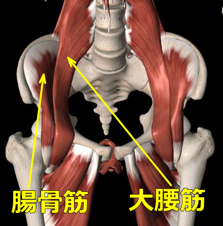 大腰筋・蝶形骨図