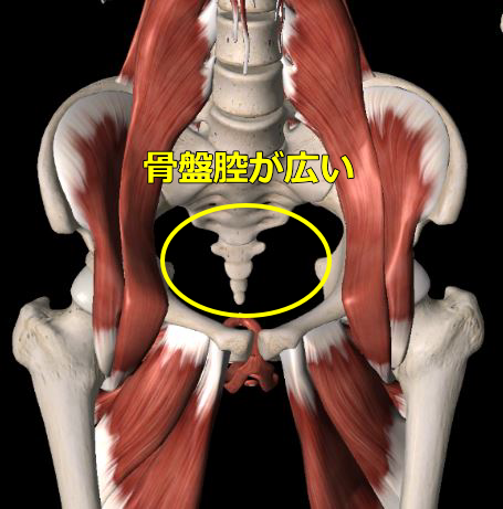 骨盤腔の図