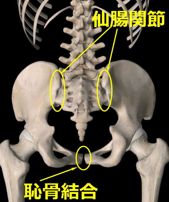 仙腸関節図