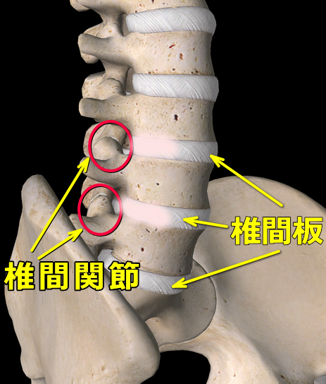 椎間板と椎間関節の画像