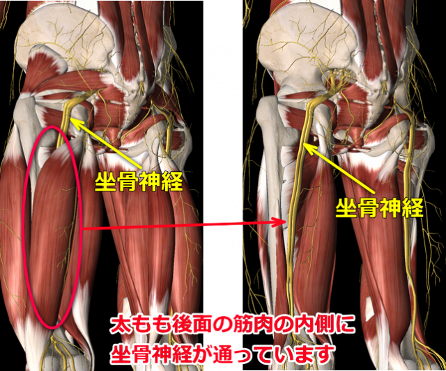 坐骨神経図