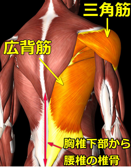 五十肩の図